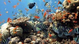 Underwater-Fish-Colony-HD